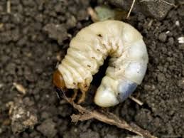 Larva