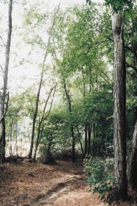 Bosco nel Parco del Roccolo