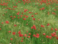 Papaveri nel Parco del Roccolo